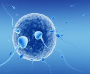 fertility egg sperm facts.jpg from spearm