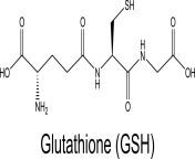 glutathione scaled.jpg from gsh