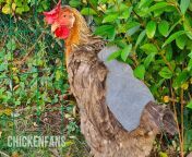chicken wearing chicken saddle on the back.jpg from hen mating chicken