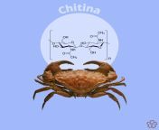 chitina.png from chiltinax