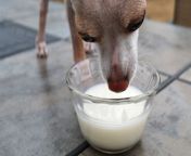 can dog drink milk heres what you want to know 768x419.jpg from sixs xxxxx dogy milk drink breast big tits pg sort