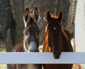 donkeys and horses living together – is it possible.jpg from donkeys horseye