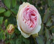strauchrose eden rose 85 m002954 817193 1.jpg from iedin rose