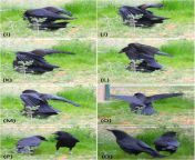 graphic 3 large.jpg from crows sex
