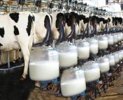 milk collection.jpg from collect milk from boobsesi outdoor group xxx mmsxxx vedo com boudi sex bangali