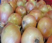onions.jpg from onionib
