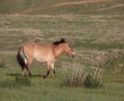 equus przewalskii.jpg from equus
