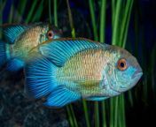electric blue acara the bright blue cichlid ideal for beginners banner.jpg from acara