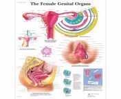 vr1532l 01 3200 3200 the female genital organs chart.jpg from female genital anatomy