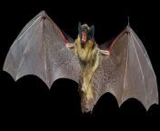 evidence bats wide.jpg from rat bat