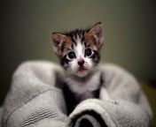 206 2063899 cute kitten images hd.jpg from 6783545 cute hd jpg