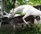فیلم جفت گیری الاغ ها در مزرعه ass mating on the farm donkey 1.jpg from جفتگیری الاغ ها