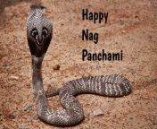nag panchami ss 485271829.jpg from nag lawsayo