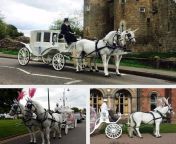 horsedrawn occasions horses.jpg from hirse and