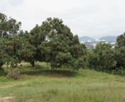 rambutan tree.jpg from কাটাল গাছ
