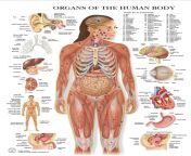 human anatomy introduction himalayan yoga association 1.jpg from body of