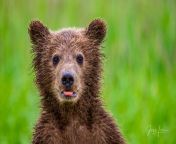 alaska brown bear.jpg from fuck cute ber