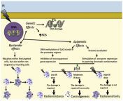 life 11 01437 g001.png from schematic representation of atf2 and mirnas interaction atf2 and mirnas constitute a q320 jpg