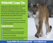 wildsafebc cougar scaled 1.jpg from name imran motor page cougar