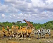 wildlife kenya.jpg from kenya webcam