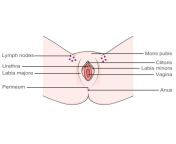 macd026 vulva with lymph nodes 2021 from ls vagina