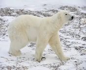 urso polar características 5.jpg from polar come