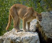 cougar gc06987739 1920.jpg from near hr page cougar