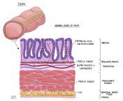 normal colon layers.jpg from بڑی