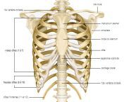1001427 squelette du thorax.jpg from cote