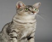 egyptianmau cat2.png from mau