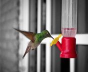 hummingbird.jpg from ddos攻击☘️9797·me💓沐鸣娱乐乐鱼体育☘️9797·me💓和天下娱乐