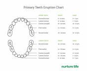 teeth chart v2 1536x1187.jpg from 16 old and 23 old xxx video indiandia