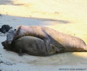 pic elephant seal mating attempt 210123 960x640.jpg from seal sex with black man nigro video gall