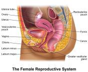 femalereprosystem 02.jpg from female genital organs dissection