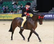 128cm sp rotherwood rainmaker scaled e1582816239790.jpg from heavy riding pony