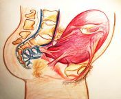 uterus with your sacrum and nerves.jpg from birth anatomy of love and sex radanje anatomija ljubavi i seksa aka
