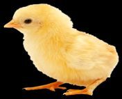 realistic chicks.png image.png from chick