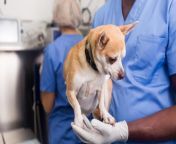 a dogs spay incision should heal in about 2 weeks.jpg from spay