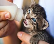 kitten drinking milk scaled.jpg from kitty need milk