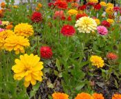 colorful zinnia flowers.jpg from jinia with