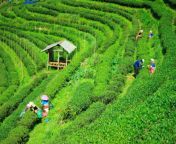 top 3 reasons visit tea gardens assam1.jpg from assam tea garden