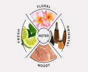 scentbird fragrance categories.jpg from in scent