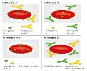 csm groupe antigene anticorps 1e422b4df1.jpg from sanguin