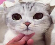 photos of adorable big eyed japanese cat hana instagram viral 3.jpg from asiancat