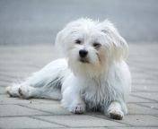 maltese.jpg from dogs