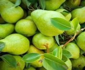 green pears with leaves 1084768780.jpg from pear l