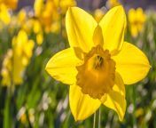 dutch master daffodil flower 501774815 d0ee7056cf5f4e738a23035c6d6d349d.jpg from srabontee daffodil