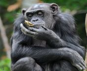 kaka ein schimpanse mit exkrementen 21553.jpg from desi kaka