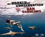 ban drumlines.jpg from naked attack shark