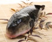 header fugu fish dangerfish1121 19978d306286473db3b504fc18c59f63.jpg from flugu